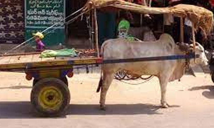  Hatsoff To This Farmer For His Work On The Bull.., Bull, Farmer , Viral ,  Safty-TeluguStop.com