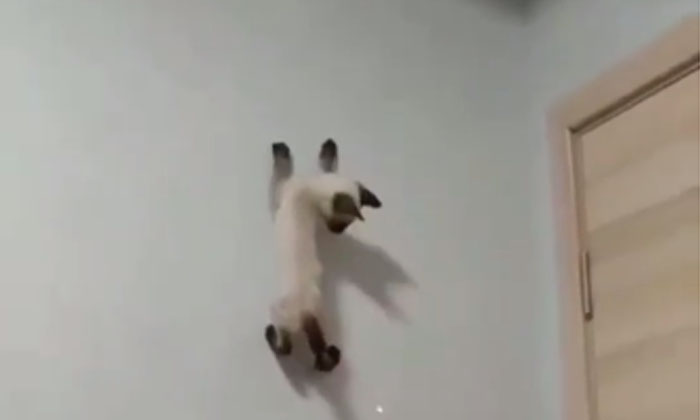  Viral .. A Cat Climbing Walls Like A Spider .., Crazy Cat, Viral Video, Virl In-TeluguStop.com