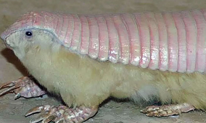  Did You Know About This Creature In The Sand ..!?, Sand , Creature , Viral , On-TeluguStop.com