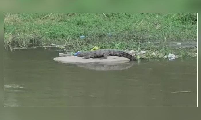  Crocodile Creates Panic In Hyderabad Moosi River Details, Crocodile, Hyderabad,-TeluguStop.com