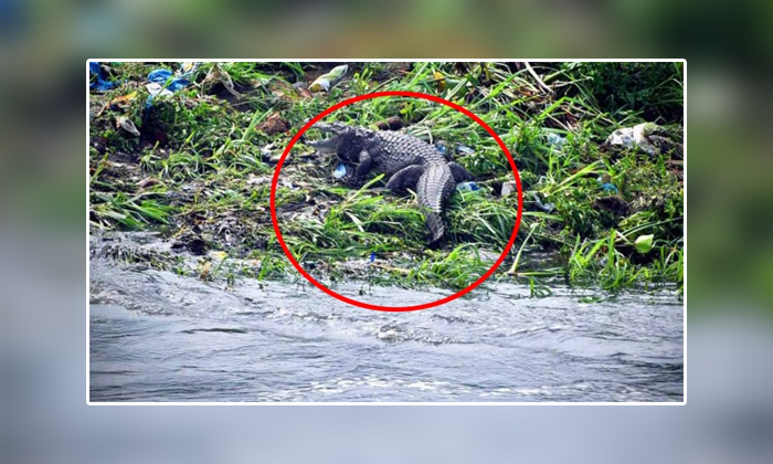 Telugu Crocodile, Crocodilemusi, Gandipeta, Hiayath Sagar, Hyderabad, Musi River