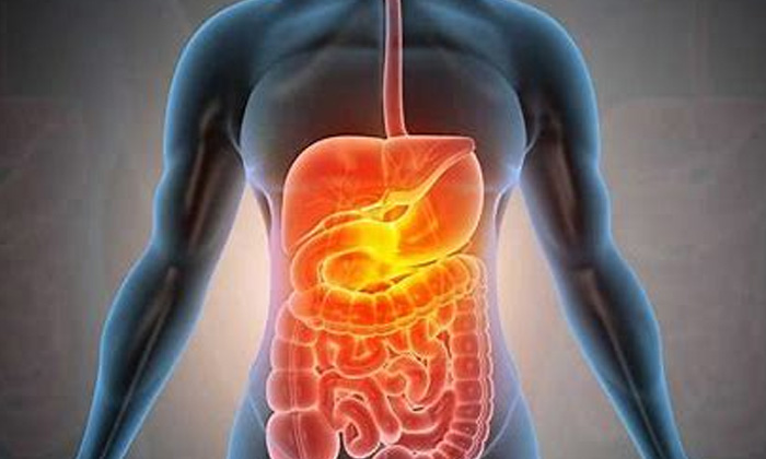  Digestive System, Strong Digestive System, Health Tips, Good Health, Latest News-TeluguStop.com