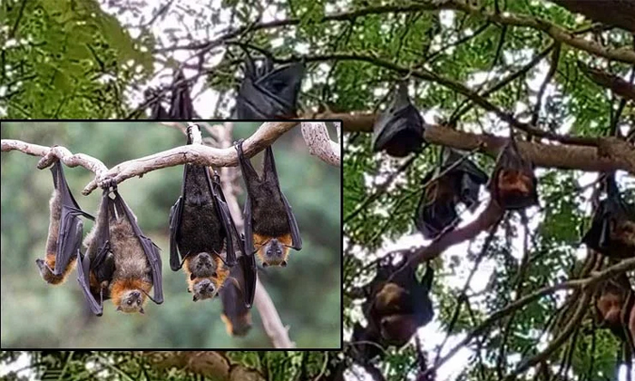 Telugu Andhra Pradesh, Bats, Bats Goddess, Chittoor, Batsworshipped, Offerspraye