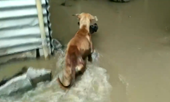  See How The Dog Saved His Child Who Was Trapped In The River , Dog, Mother Love-TeluguStop.com