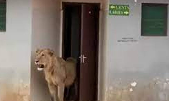  What Did This Lion Do .. Netizens Trolling Is Not Normal, Lion, Viral News, Vira-TeluguStop.com