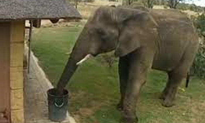  I Can't Help But Say Wow To What This Elephant Has Done . Viral Latest, News Vir-TeluguStop.com