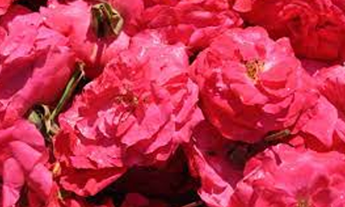 Telugu Benefits Roses, Headache, Tips, Latest, Rose Flowers-Telugu Health