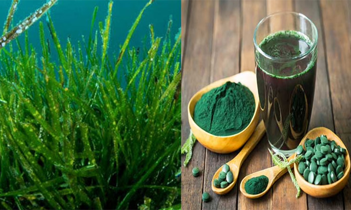  Spirulina Plant Health Benefits And Nutritional Content, Spirulina Plant ,health-TeluguStop.com
