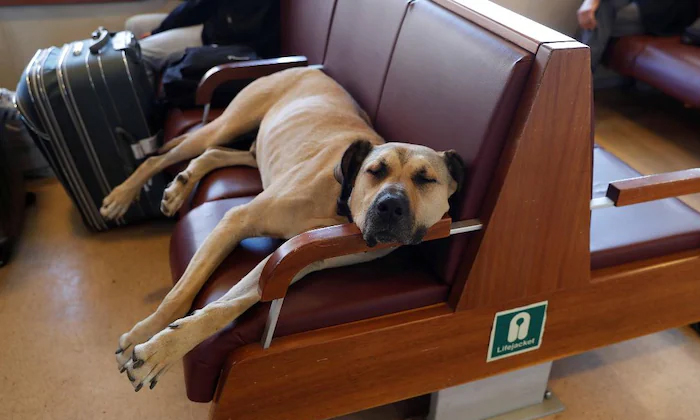  This Dog Status Passengers Will Give Seat To This Dog In Metro Trains, Strary Do-TeluguStop.com