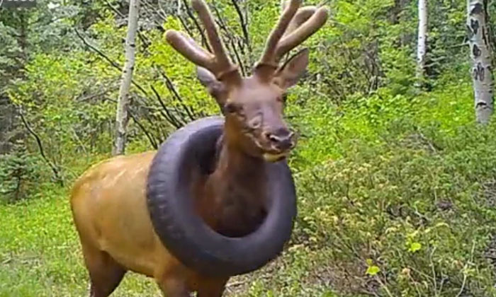  A Moose With A Tire Around Its Neck .. To The End, Moose, Viral News , Tire A-TeluguStop.com