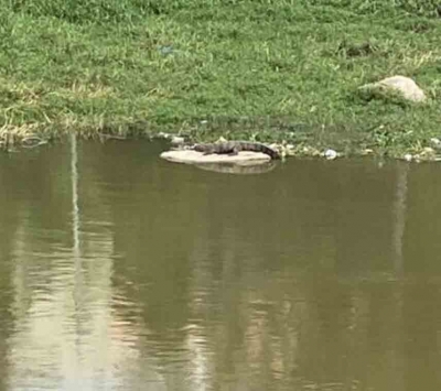  Two Crocodiles Spotted In Hyderabad’s Musi River – Hyderabad | Tel-TeluguStop.com