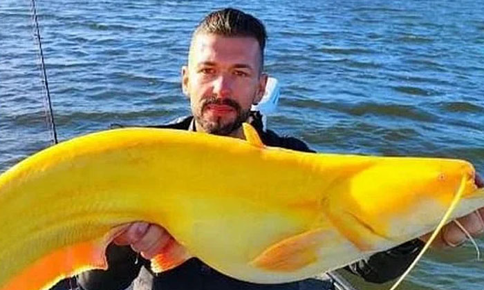  Ever Heard Of Yellow Emerald Fish. Yellow Fish, Viral Latest, Viral Latest, News-TeluguStop.com