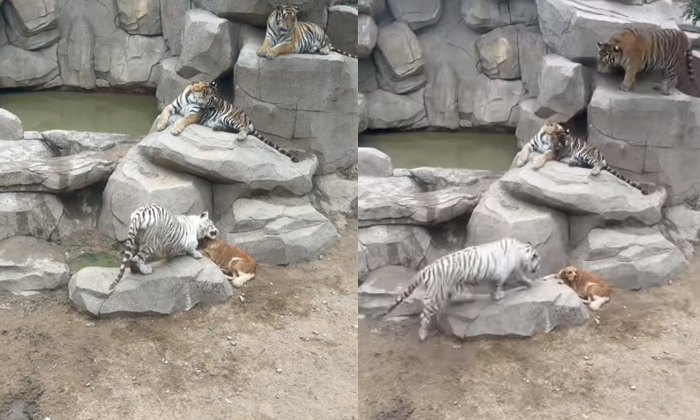  Viral Video Dog Which Is Relaxing By Sitting Between The Tigers, Viral Latest, V-TeluguStop.com