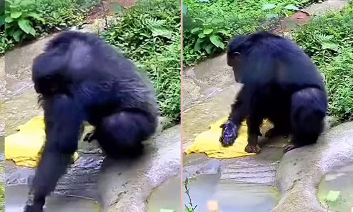  This Chimpanzee Is Washing Clothes Like This ..?! Viral Latest, Viral News, Vira-TeluguStop.com