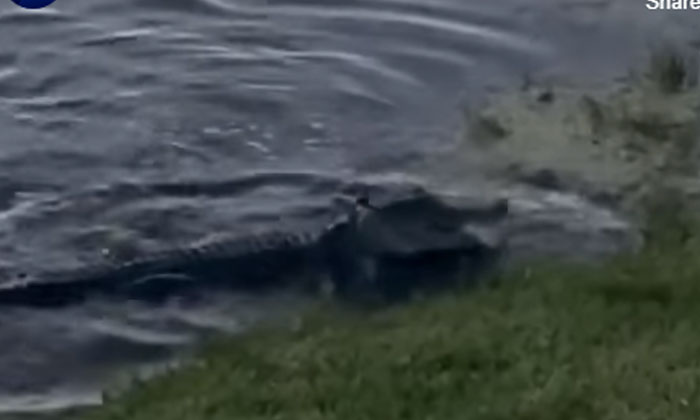  A Child Who Is Addicted To Fish .. A Crocodile That Attacks With Lightning Speed-TeluguStop.com