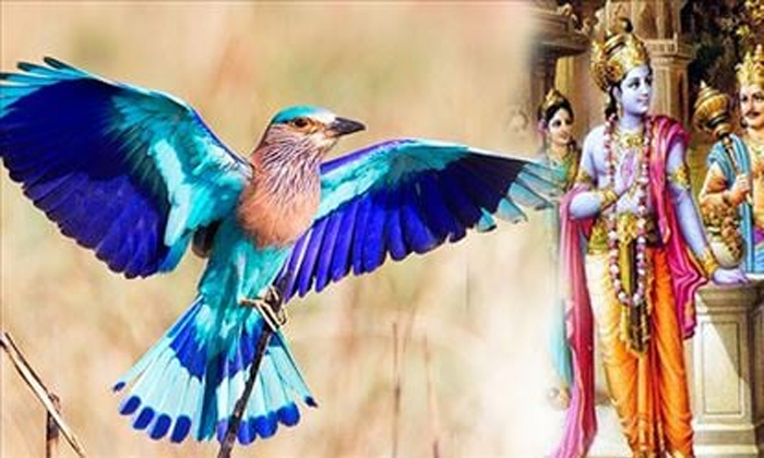  Why Dasara Ends With Darshan Of Blue Jay Bird Palapitts Details, Dasara, Dasara-TeluguStop.com