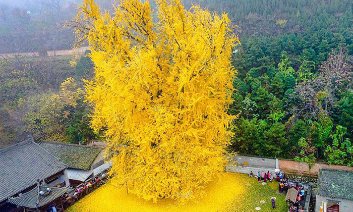  1400 Years Old Gingko Tree In China Attracting Everyone What Are Its Specialties-TeluguStop.com
