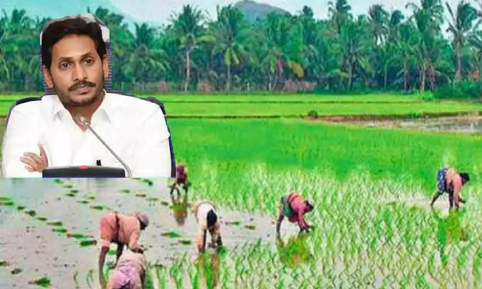 Andhra Cm Jagan Disburses Rs 22 Crore Compensation To Farmers Hit By Cyclone Gul Andhra Cm Jagan Disburses Rs 22 Crore Compensation To Farmers Hit By Cyclone Gul-TeluguStop.com