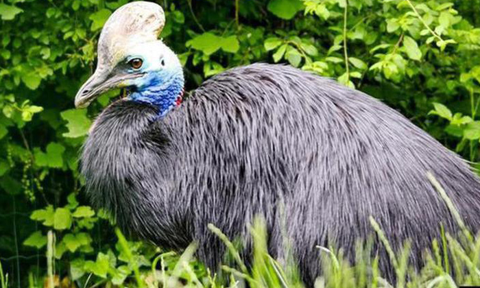  Australia Carpenter Gets Visited By Most Dangerous Bird In The World, Cassowary,-TeluguStop.com