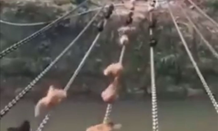  Chickens Crossing The Canal Without A Bridge .. If You Know How .., Hens, Viral-TeluguStop.com