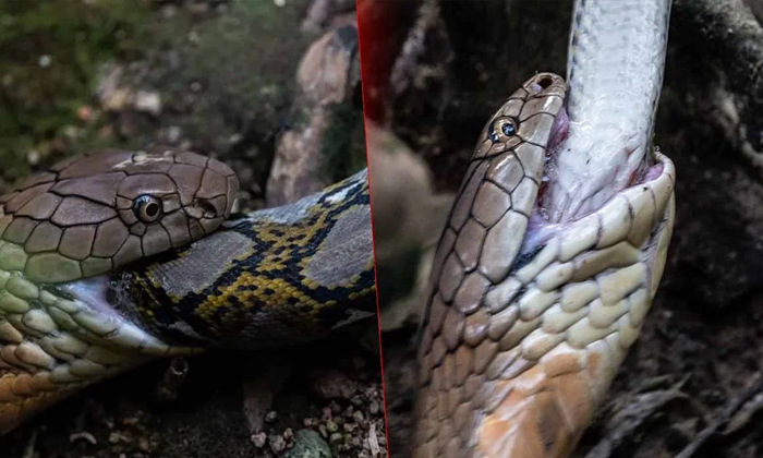  Cobra Fierce Fight With The Python If He Wins To The End ,  Python, Viral Video,-TeluguStop.com