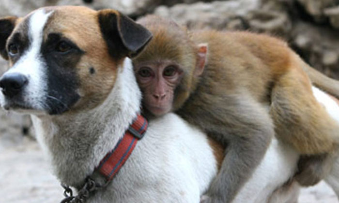  Monkey Riding A Dog .. Dosti Is Not Normal, Monkey, Dog, ,dog And Monkey Friends-TeluguStop.com