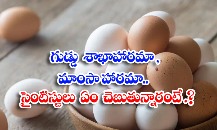  Egg Vegetarian Meat Vegetarian What Are The Scientists Saying-TeluguStop.com