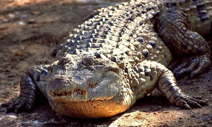 Telugu Park, Chippada, Crocodile, Selfie-Latest News - Telugu