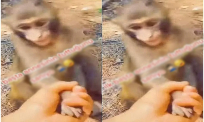  He Gave A Shake Hand To The Monkey But What Happened, Monkey, Viral Video, Shake-TeluguStop.com