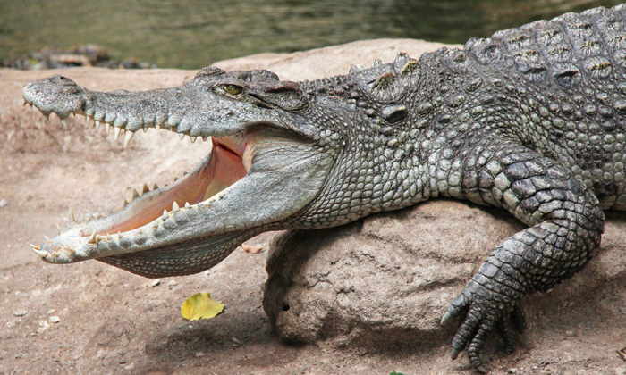  He Wanted To Play Games With Crocodiles But In The Meantime, Crocodile, Viral Vi-TeluguStop.com