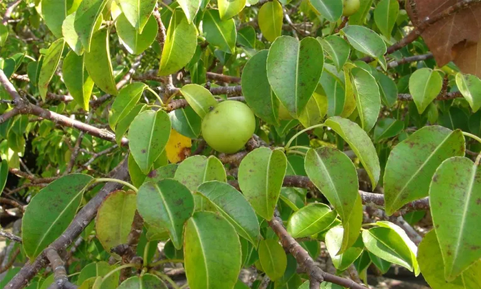  If You Go Under This Tree You Will Lose Your Life Details, Dangerous Tree, Viral-TeluguStop.com