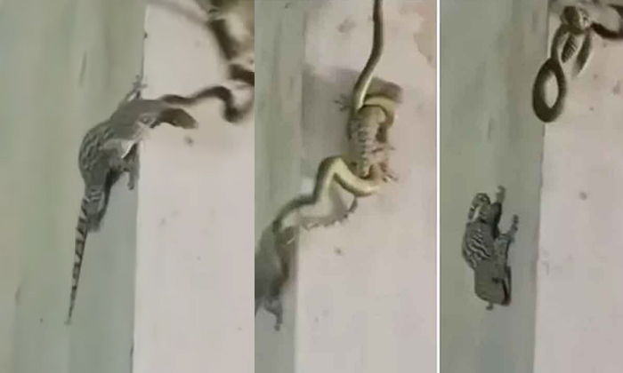  Lizard Fight With Snake Viral Video-తొండ‌ను వేటాడ‌బోయిన పాము.. కానీ చివ‌ర‌కు-General-Telugu-Telugu Tollywood Photo Image-TeluguStop.com