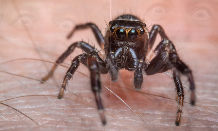  Giant Spider Crawls Out Of Man's Mouth, Freaks Out, Man, Giant Spider, Trending-TeluguStop.com