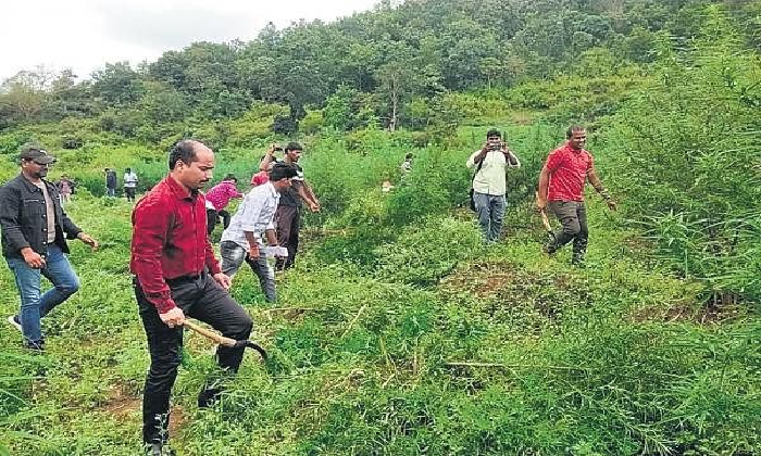  Seb Destroys 550 Acres Of Cannabis Cultivation At Aob In Past 5 Days-TeluguStop.com