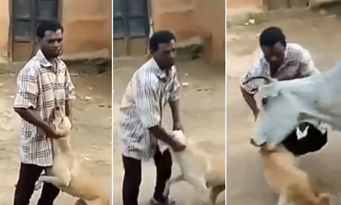  The Man Who Tortured The Dog If You Look At What The Bull Did, Tortured Dog, Vir-TeluguStop.com