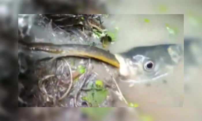  Viral If You See How A Snake Hunts A Fish .., Fish, Snake, Viral Animals Video,-TeluguStop.com