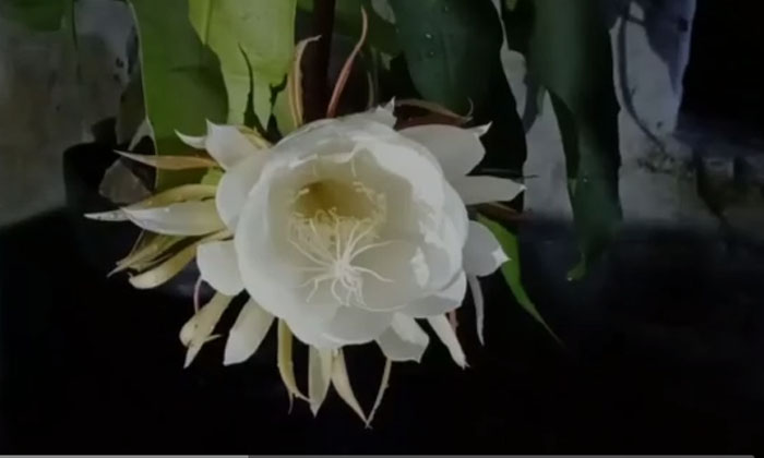  Rare Brahma Lotus In Kovvur, West Godavari District,  Brahma Lotus,  Kovvur, Ka-TeluguStop.com