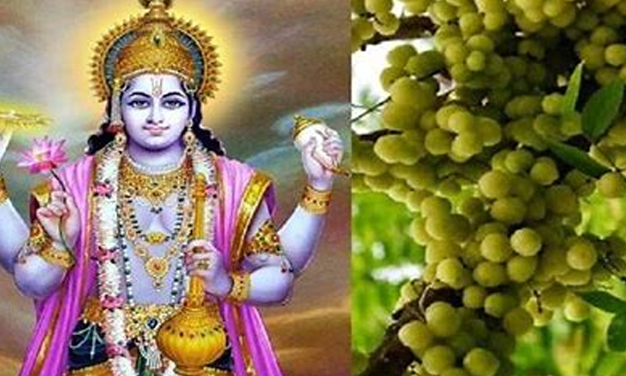 Telugu Akshaya Navami, Amla Tress, Hindu, Worship-Latest News - Telugu