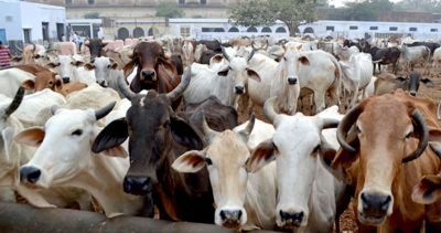  Bhajans To Play At Up Cow Shelter-TeluguStop.com