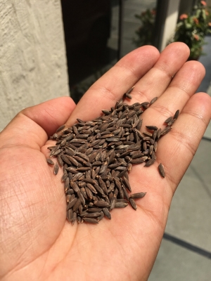 Black Rice Production In Assam Now-TeluguStop.com