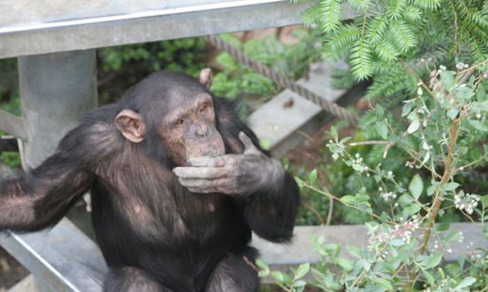 Telugu Cimpanzee, Latest, Plastic Bag, Plastic, Plastic Danger, Chimpanzess-Late