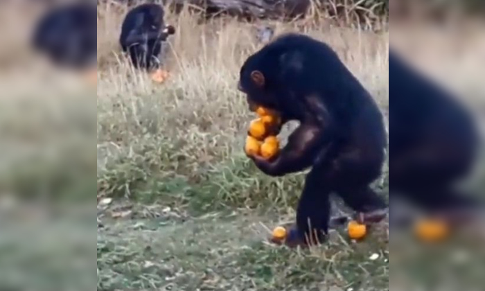  Chimpanzees Knew Already The Use Of Plastic Is Danger Details, Cimpanzee, Latest-TeluguStop.com