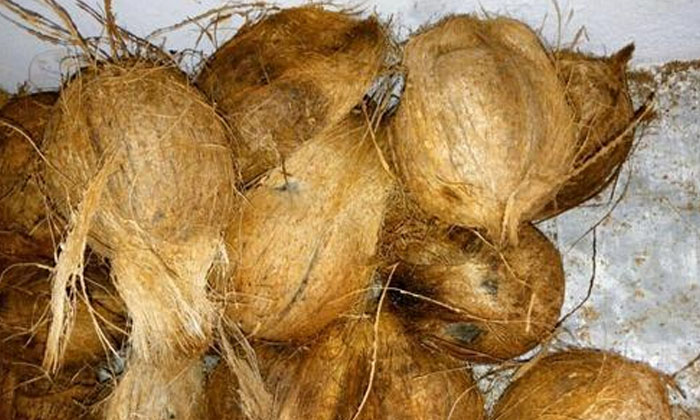 Telugu Coconut, Hindu, Worship-Latest News - Telugu