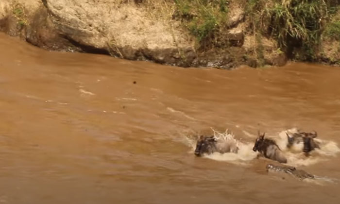  Fierce Fight Between Wild Boars And Crocodile Finally Wild Boars, Crocodile, V-TeluguStop.com