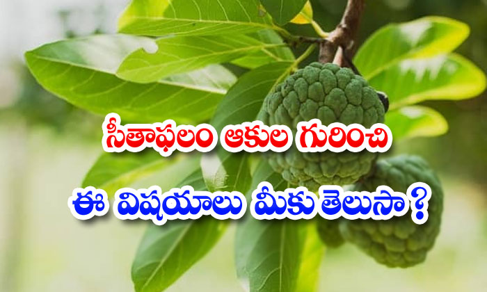  Amazing Benefits Of Custard Apple Leaves-TeluguStop.com