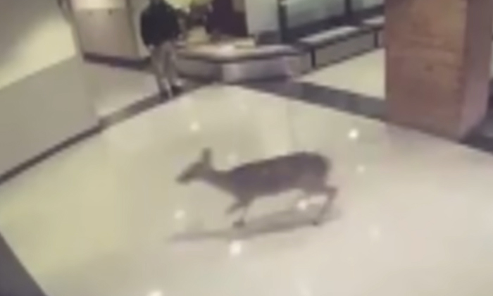  Viral Video  Netizens Are Fed Up With This Work Done By Deer On The Escalator, D-TeluguStop.com