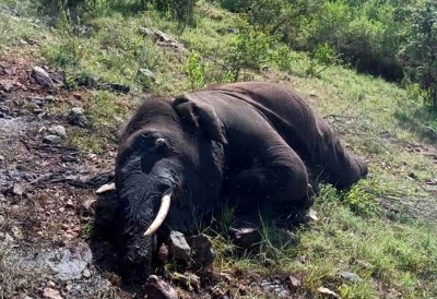  Kerala Forest: Elephant Killed In The Woods-TeluguStop.com