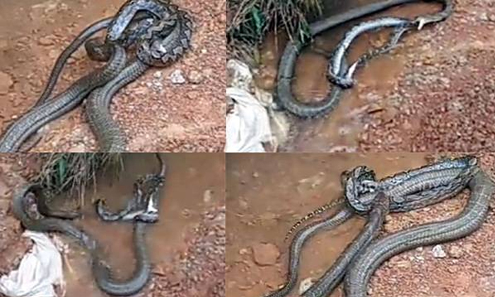  Furious Fight Between Python And King Cobra Viral Video Details, King Cobra, Py-TeluguStop.com