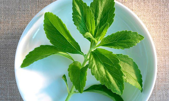  Health Benefits Of Stevia Leaves! Health, Benefits Of Stevia Leaves, Latest News-TeluguStop.com