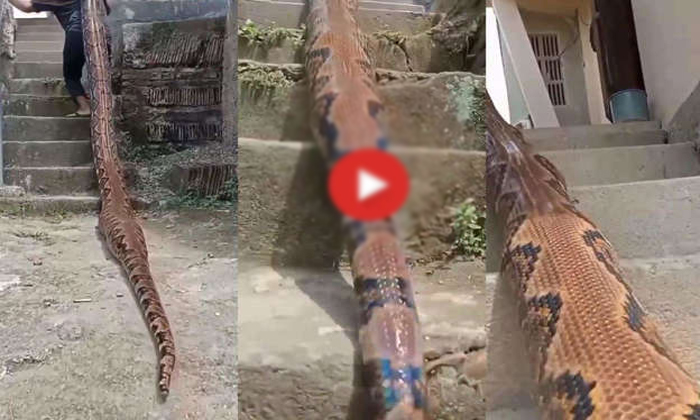  Ho My God If You Look At How Such A Big Snake Is Locked, Big Snake, Viral Video,-TeluguStop.com